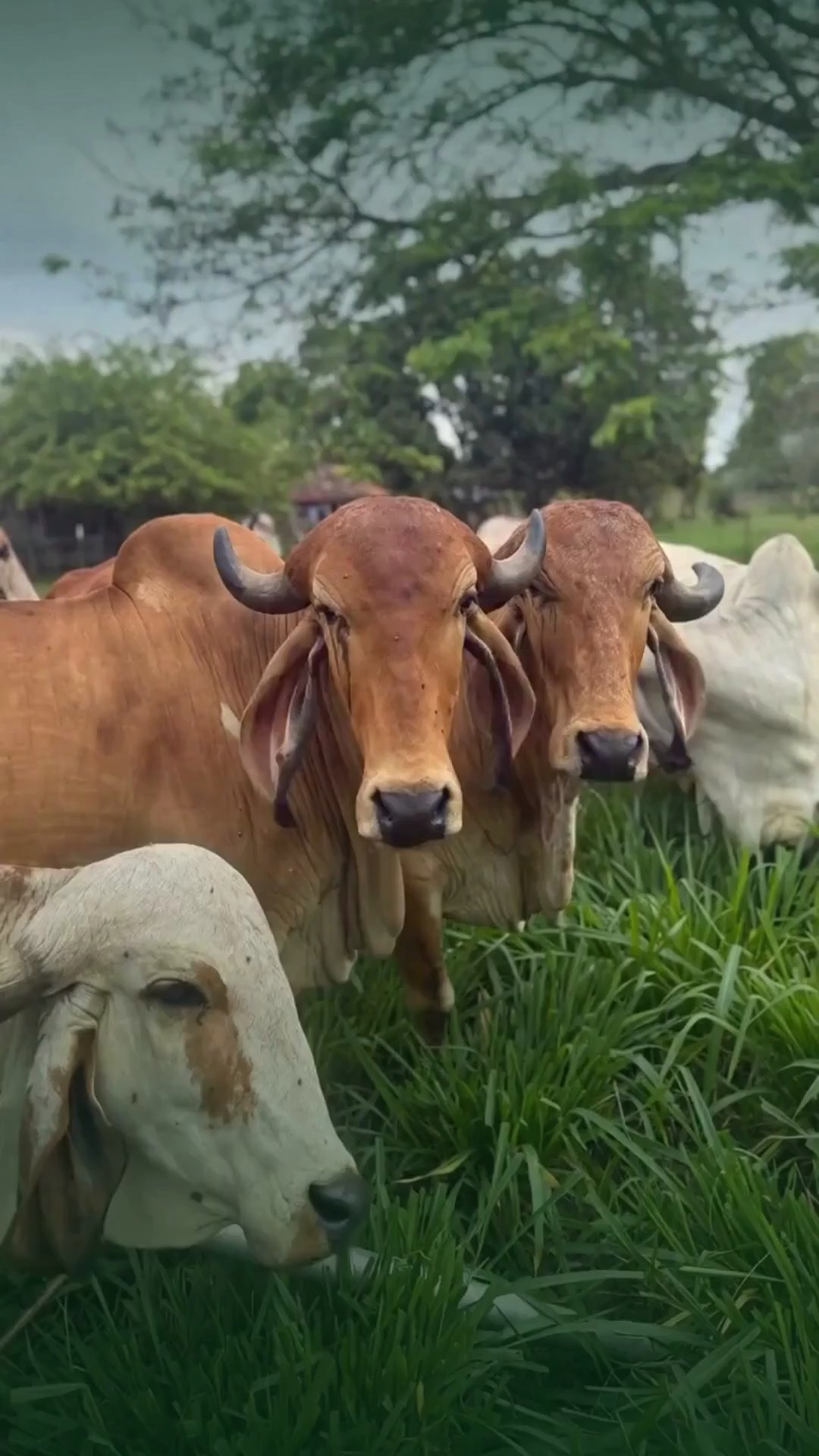 Toro Brahman